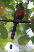 Whooping Motmot