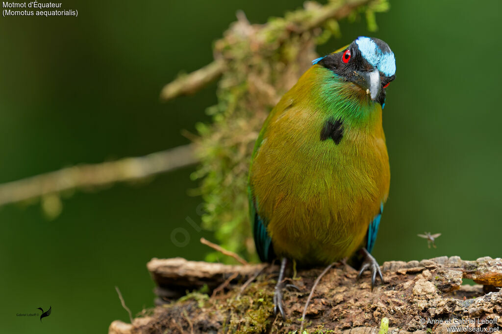 Andean Motmot