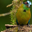 Motmot d'Équateur