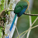 Motmot d'Équateur