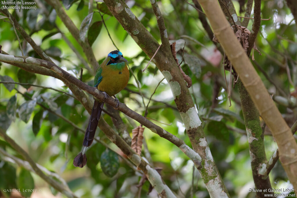 Motmot de Lesson