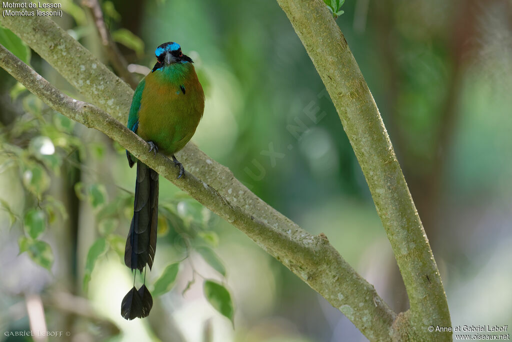 Motmot de Lesson