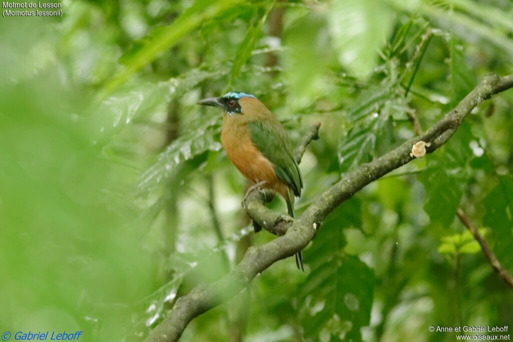 Motmot de Lessonadulte