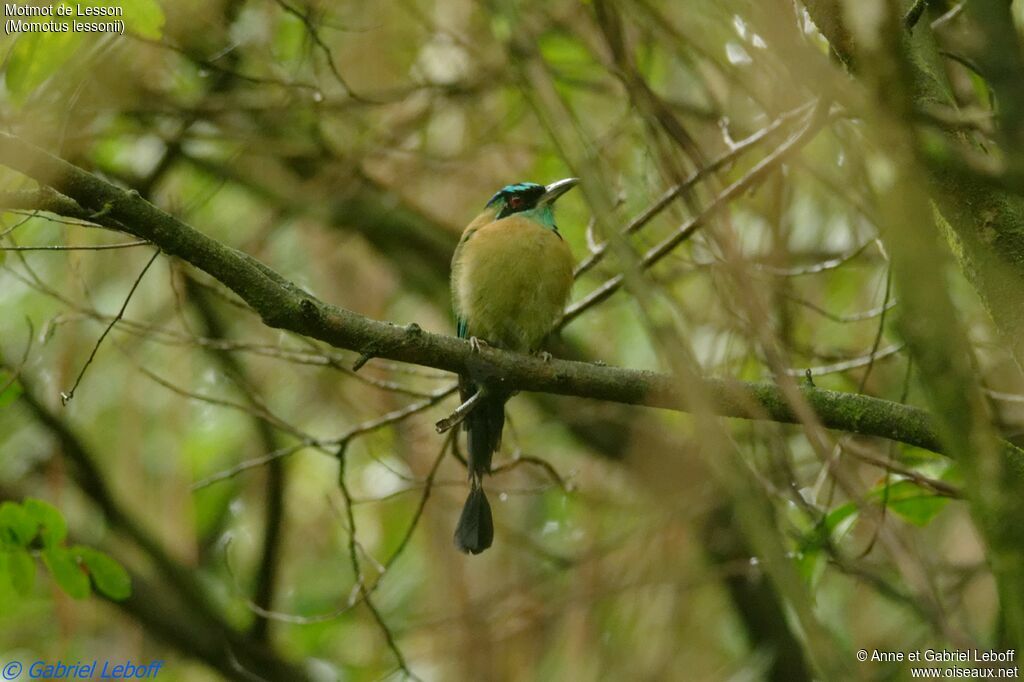 Motmot de Lessonadulte