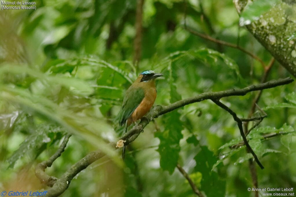 Motmot de Lesson