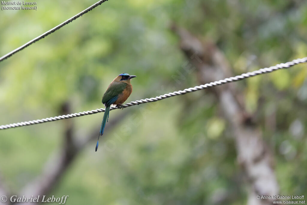 Motmot de Lesson