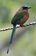 Motmot de Lesson