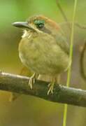 Tody Motmot