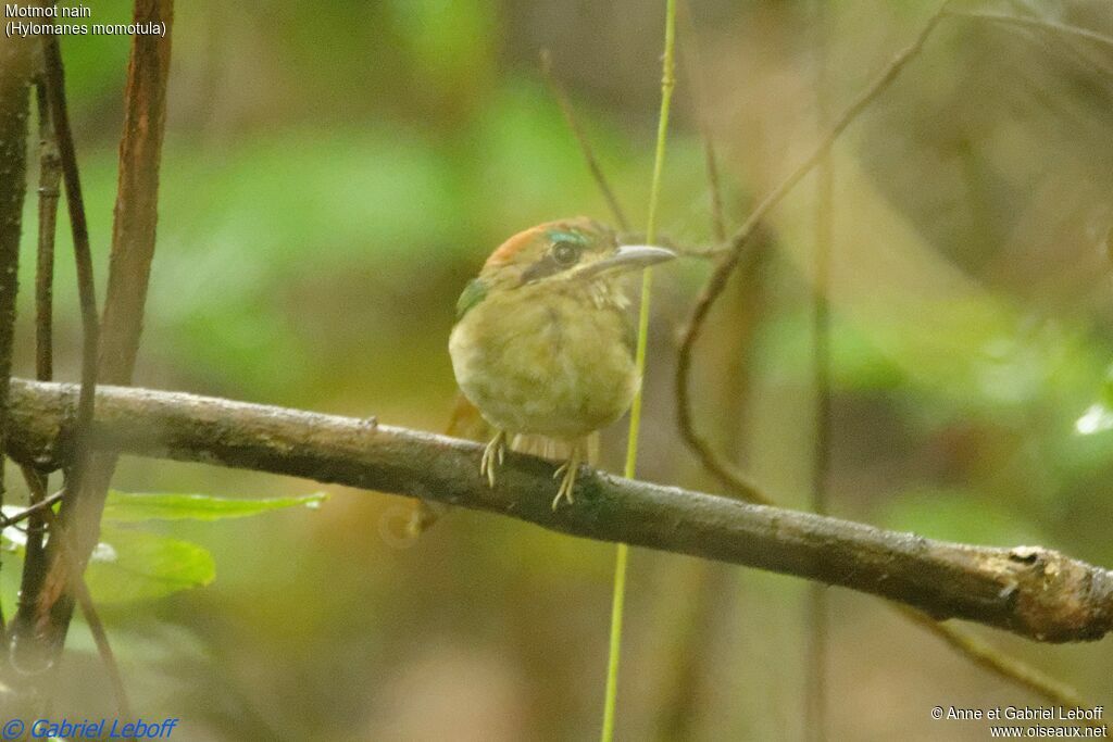 Tody Motmot