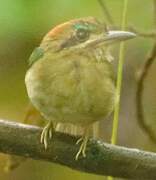 Tody Motmot