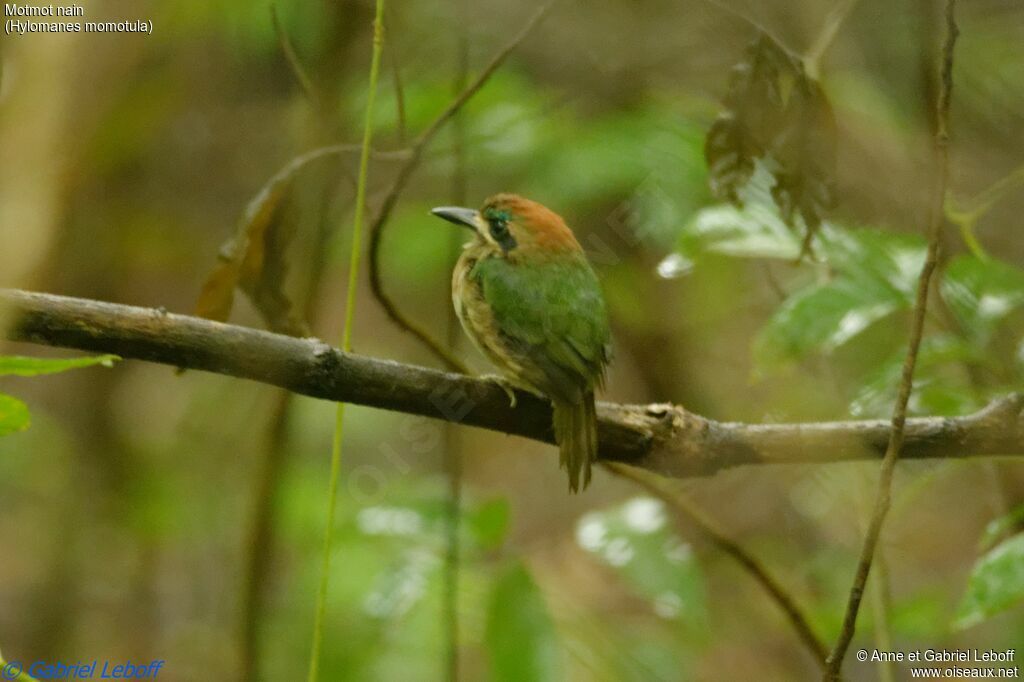 Tody Motmot