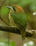 Tody Motmot