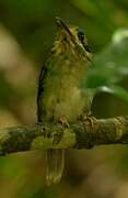 Tody Motmot