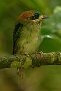 Tody Motmot