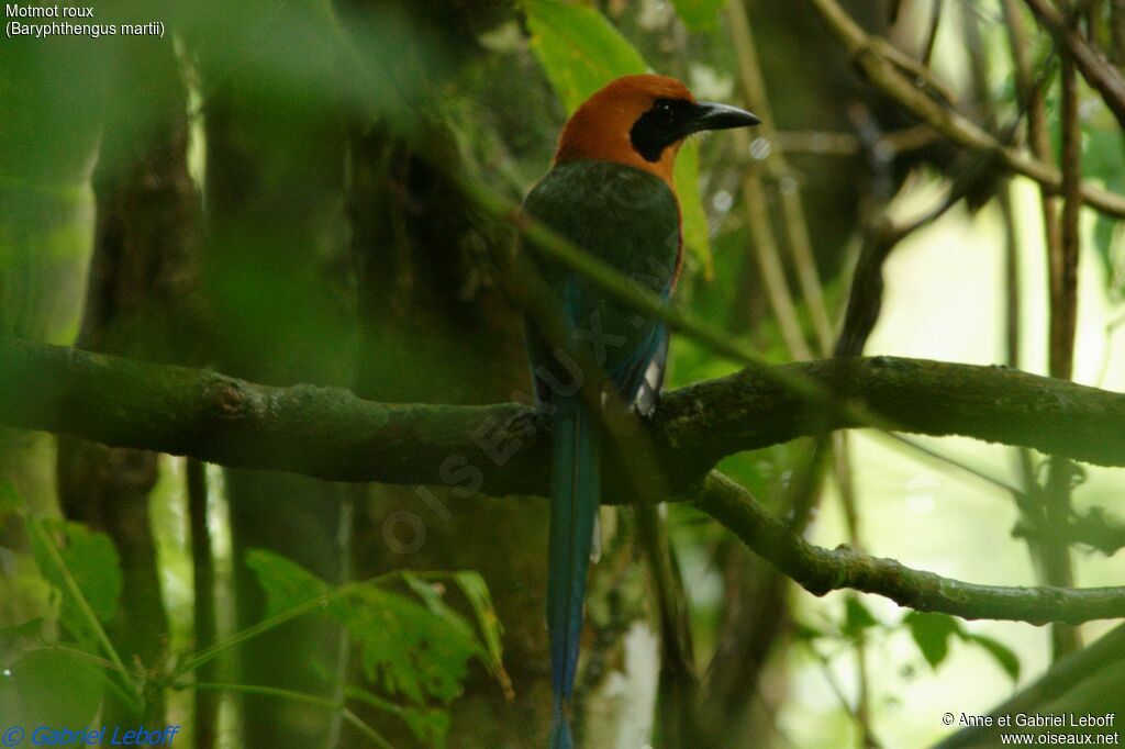 Motmot rouxadulte