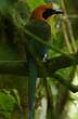 Motmot roux