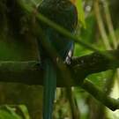 Motmot roux