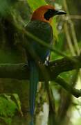 Rufous Motmot