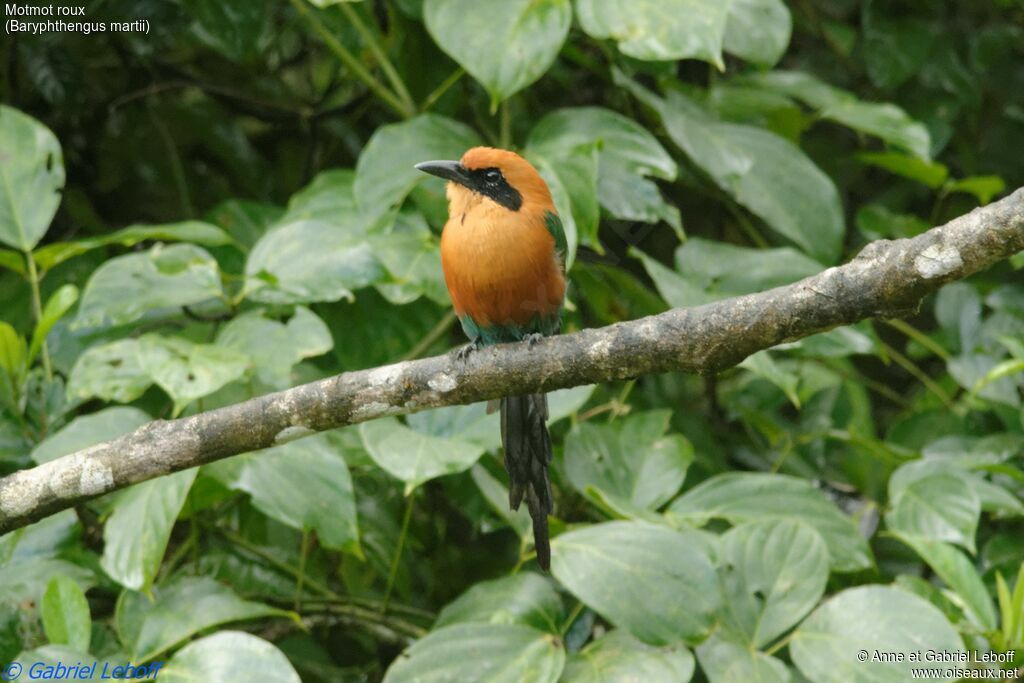 Motmot rouxadulte