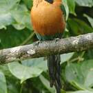 Motmot roux