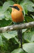 Rufous Motmot