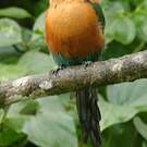 Motmot roux