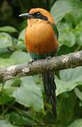 Rufous Motmot