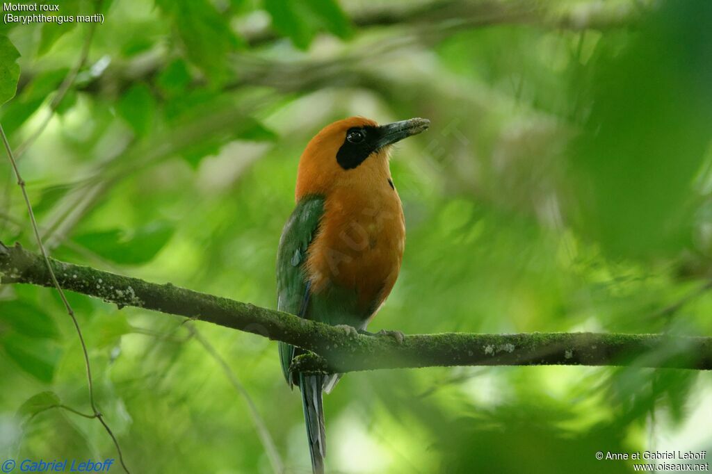 Motmot rouxadulte