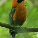 Motmot roux
