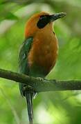 Rufous Motmot