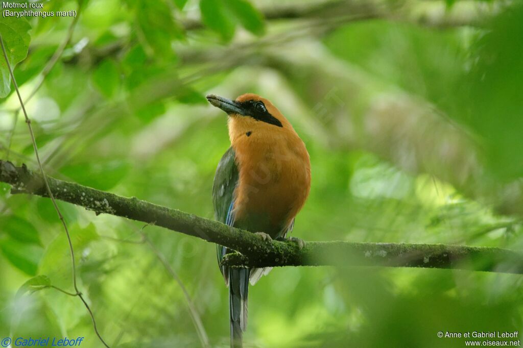 Motmot rouxadulte