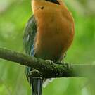Motmot roux