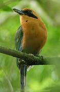 Rufous Motmot