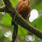 Motmot roux