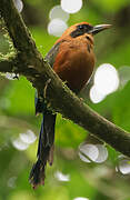 Rufous Motmot