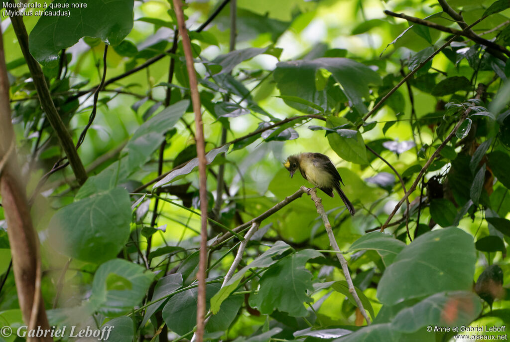 Black-tailed Myiobius