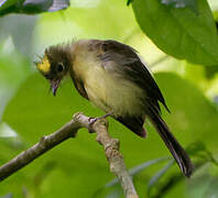 Black-tailed Myiobius