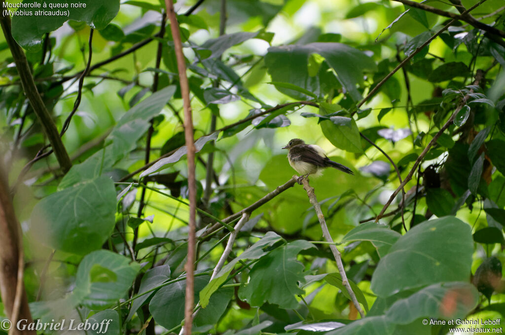 Black-tailed Myiobius