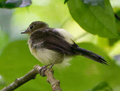 Black-tailed Myiobius