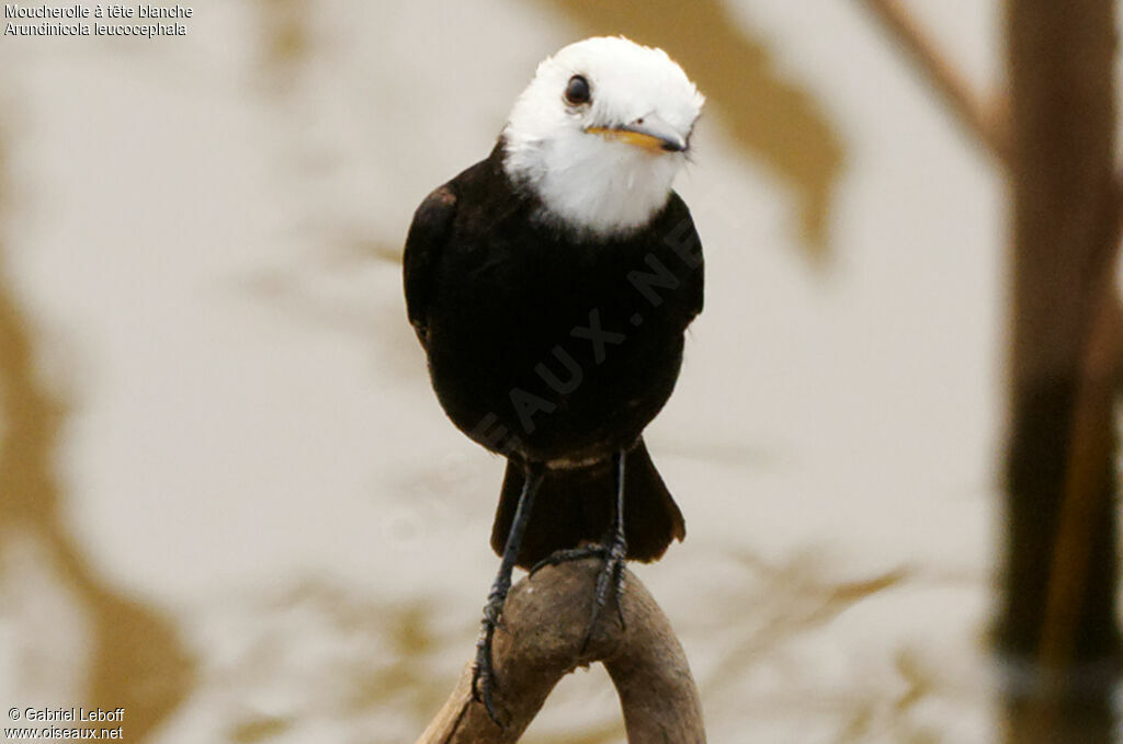 White-headed Marsh Tyrant