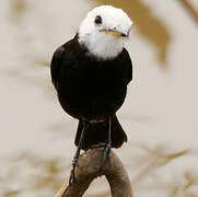 White-headed Marsh Tyrant