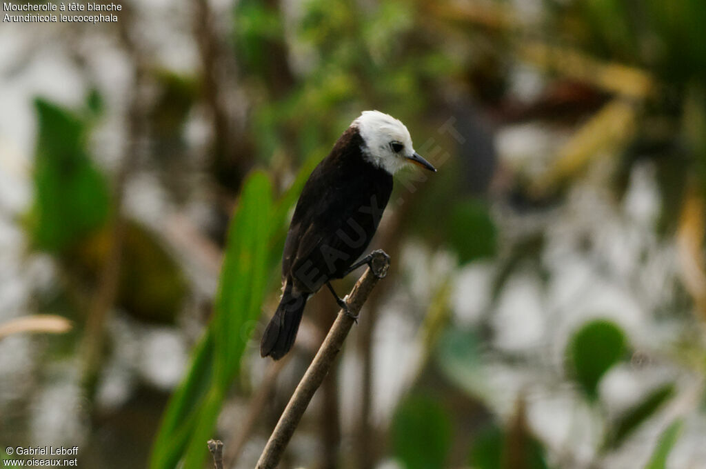 White-headed Marsh Tyrant