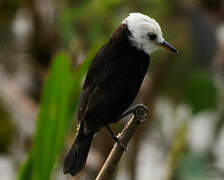 White-headed Marsh Tyrant