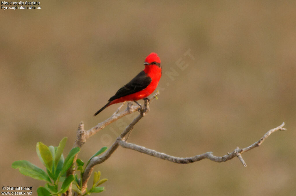 Scarlet Flycatcher