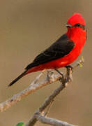 Scarlet Flycatcher