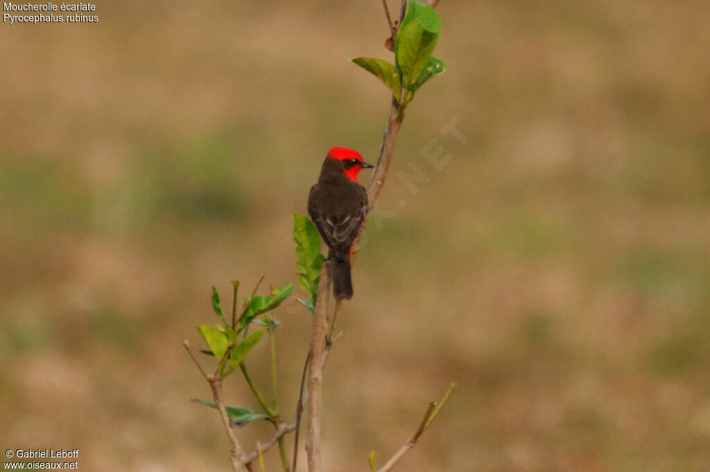 Scarlet Flycatcher