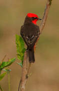 Scarlet Flycatcher