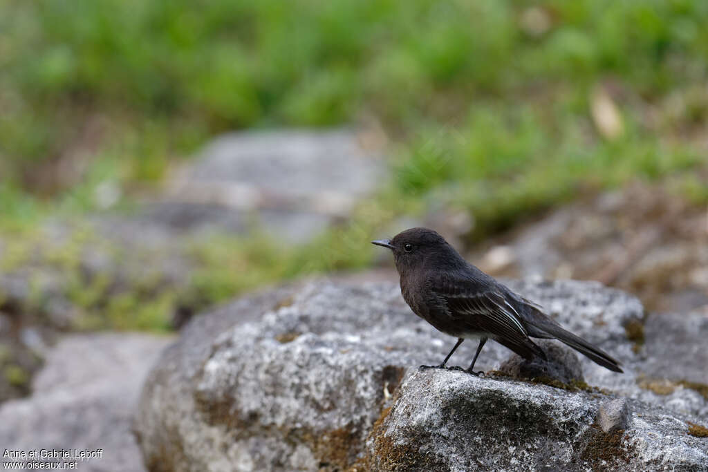 Moucherolle noiradulte, identification