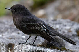 Black Phoebe