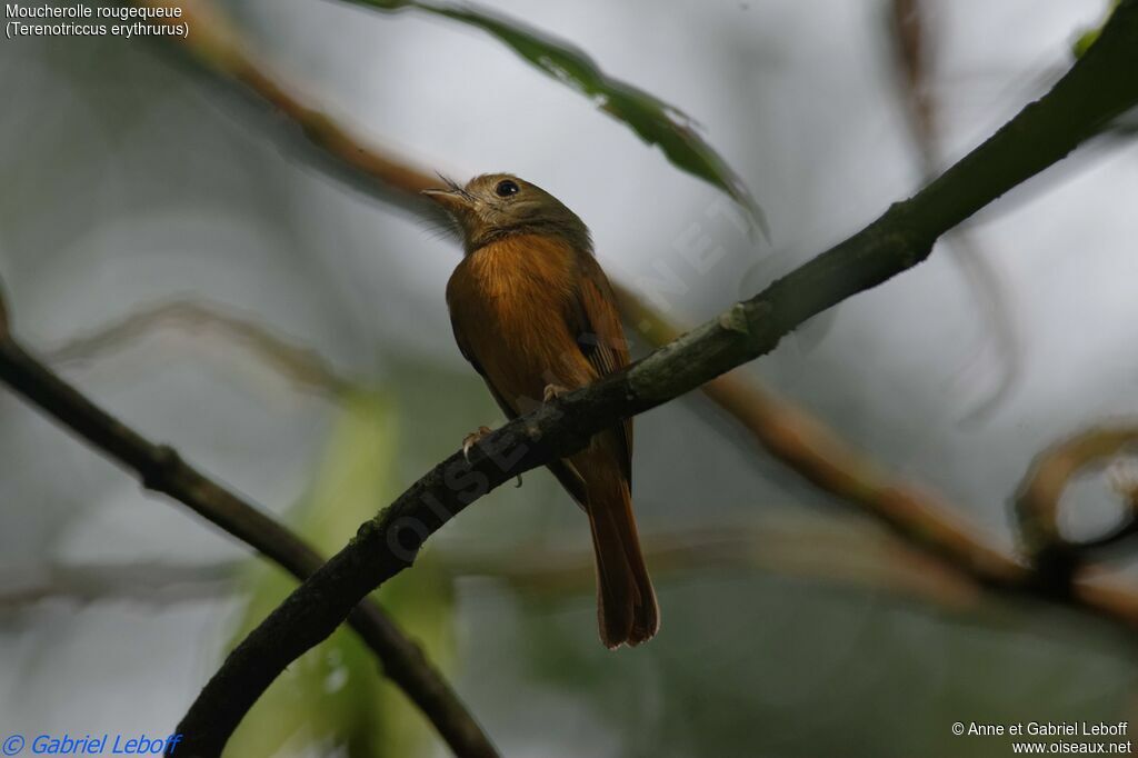 Ruddy-tailed Flycatcheradult